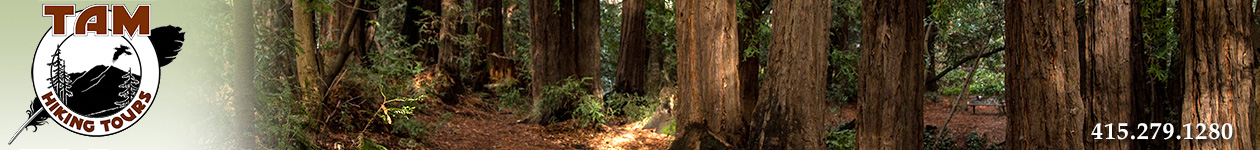 Mt Tam Hiking Tours