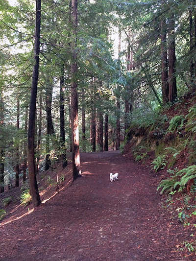 Elinor Fire Road Hike, Mt. Tamalpais