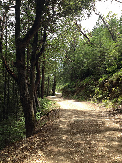 Hoo-Koo-E-Koo Fire Road Hike, Mt. Tamalpais