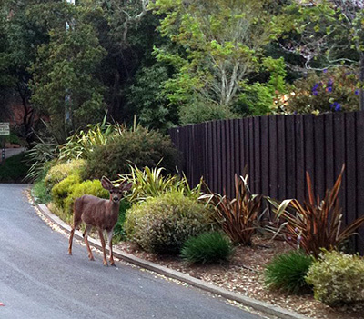 Mill Valley Walking Tours and Talks