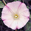 Wildflower