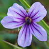 Blue Eyed Grass Wildflower