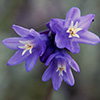 Brodea Wildflower