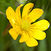Yellow Wildflower
