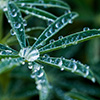 Dew on Wild Bush Lupine - Photo by Richard Stewart