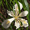 Pacific Coast Iris