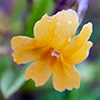 Monkey Flower Wildflower