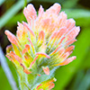 Indian Paintbrush Wildflower