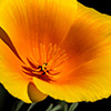 California Poppy - Photo by Richard Stewart