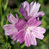 Sticky Geranium Wildflower