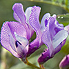 Vetch Wildflower