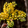 Wildflower bud