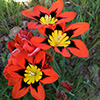Harlequin Flower