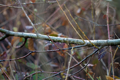 Raindrops on Branches - Photo by Richard Stewart