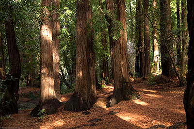 Redwoods Forest Hikes - Photo by Richard Stewart