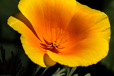 California Poppy - Photo by Richard Stewart